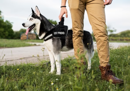 close-up-hand-holding-dog-s-leash_23-2149013730 (1)